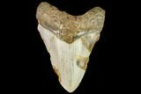 Fossil Megalodon Tooth - North Carolina #109890-1
